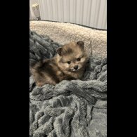 Pomeranian