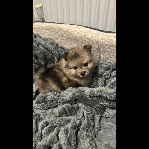 Pomeranian