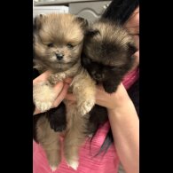 Pomeranian