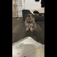 Pomeranian