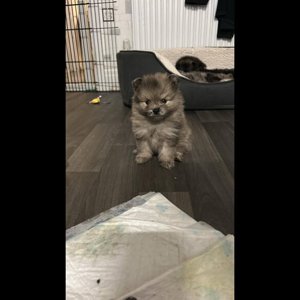Pomeranian