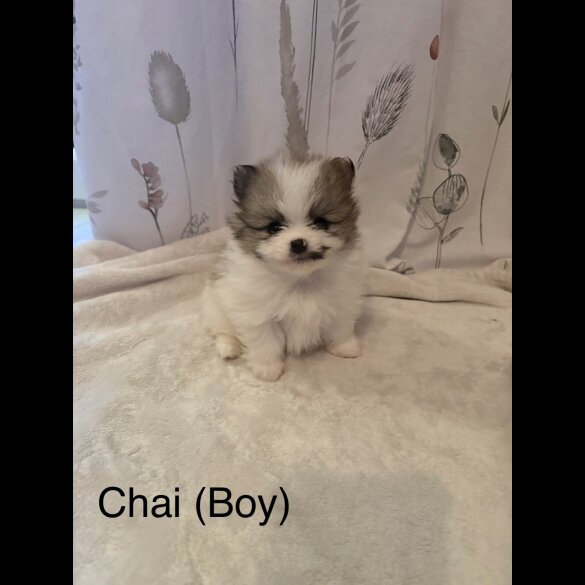 Pomeranian