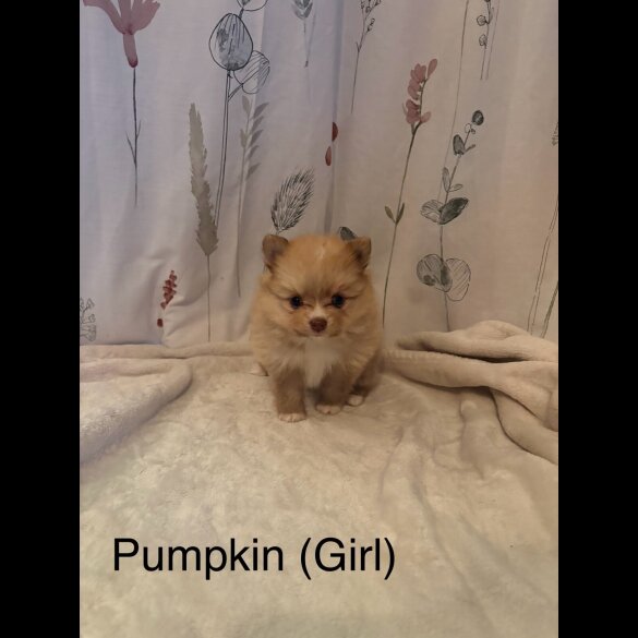 Pomeranian