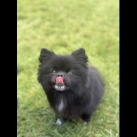Pomeranian