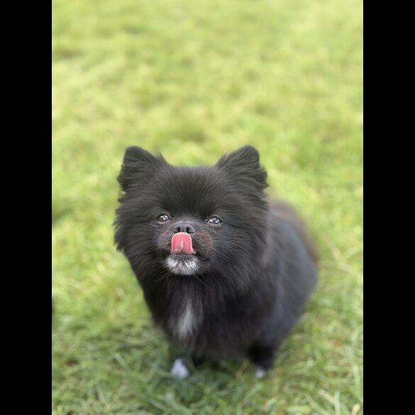 Pomeranian