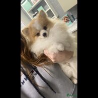 Pomeranian