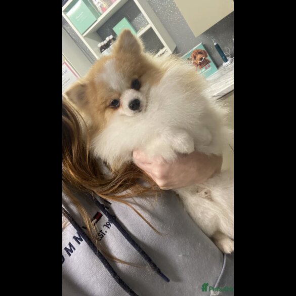 Pomeranian