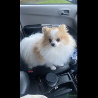 Pomeranian