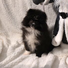 Pomeranian
