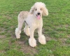 Poodle