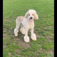 Poodle