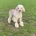 Poodle