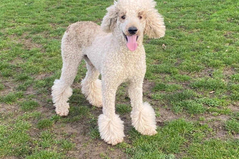 Poodle