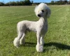 Poodle