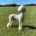 Poodle