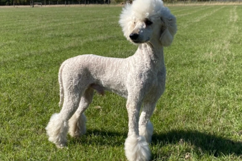 Poodle