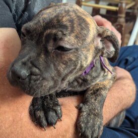 Presa Canario - Both