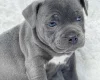 Staffordshire Bull Terrier