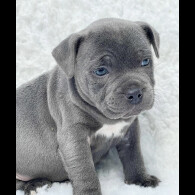 Staffordshire Bull Terrier