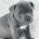 Staffordshire Bull Terrier
