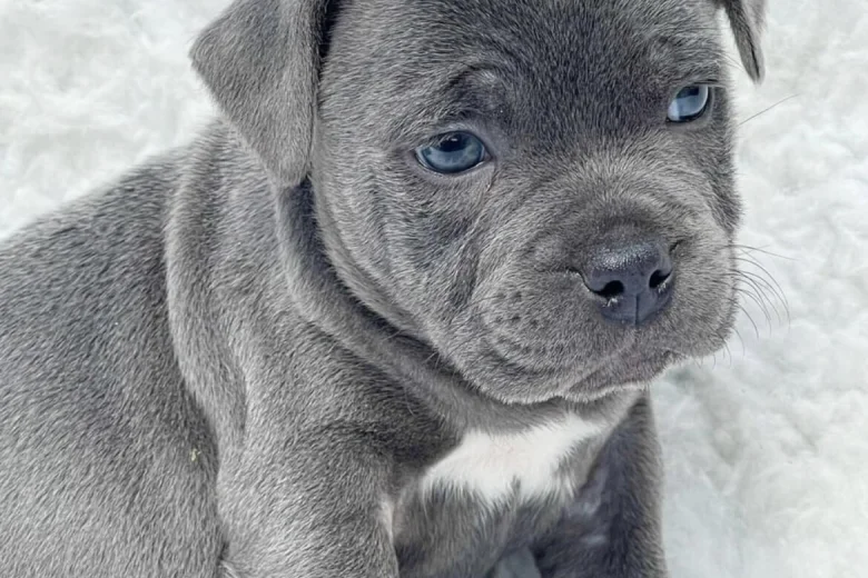 Staffordshire Bull Terrier