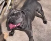 Staffordshire Bull Terrier