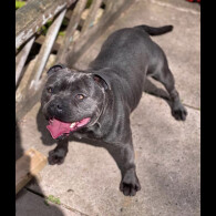 Staffordshire Bull Terrier