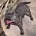 Staffordshire Bull Terrier