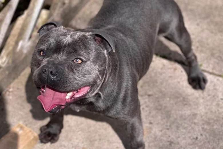 Staffordshire Bull Terrier