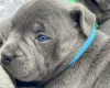 Staffordshire Bull Terrier