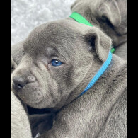 Staffordshire Bull Terrier