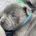 Staffordshire Bull Terrier