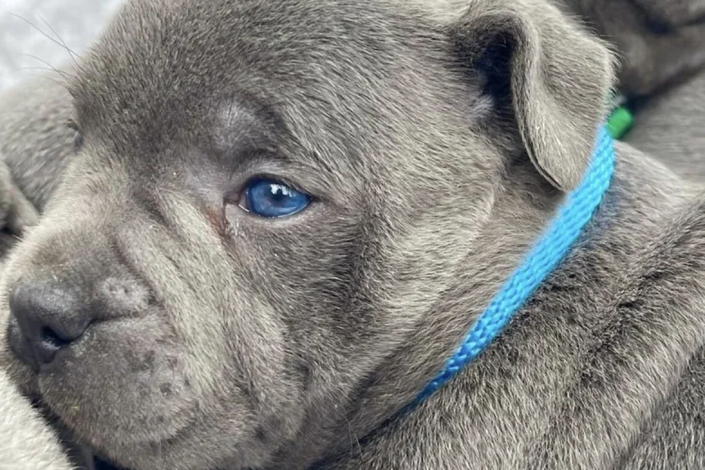 Staffordshire Bull Terrier