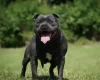 Staffordshire Bull Terrier