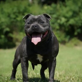Staffordshire Bull Terrier
