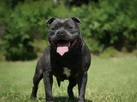 Staffordshire Bull Terrier