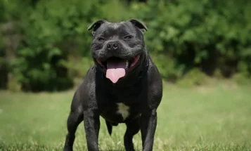 Staffordshire Bull Terrier