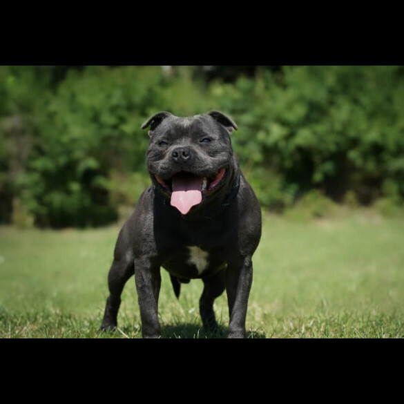 Staffordshire Bull Terrier