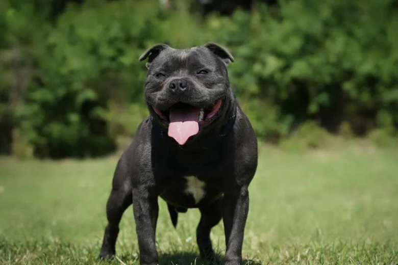 Staffordshire Bull Terrier