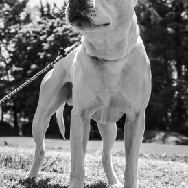 Staffordshire Bull Terrier