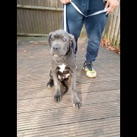 Cane Corso