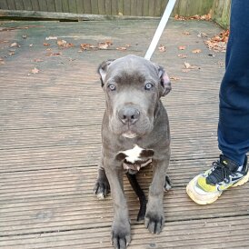 Cane Corso