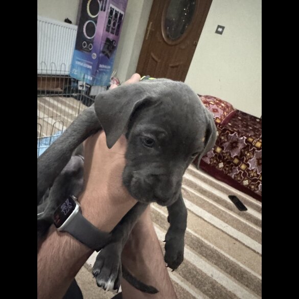 Cane Corso