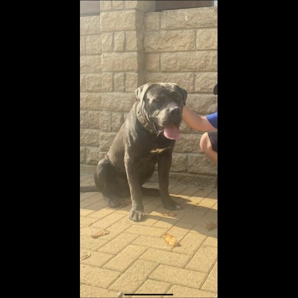Cane Corso