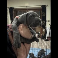 Cane Corso