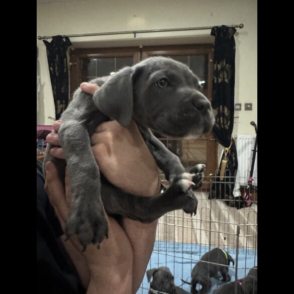 Cane Corso