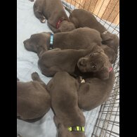 Cane Corso
