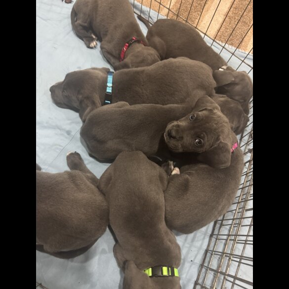Cane Corso