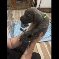 Cane Corso