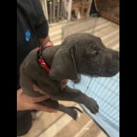Cane Corso